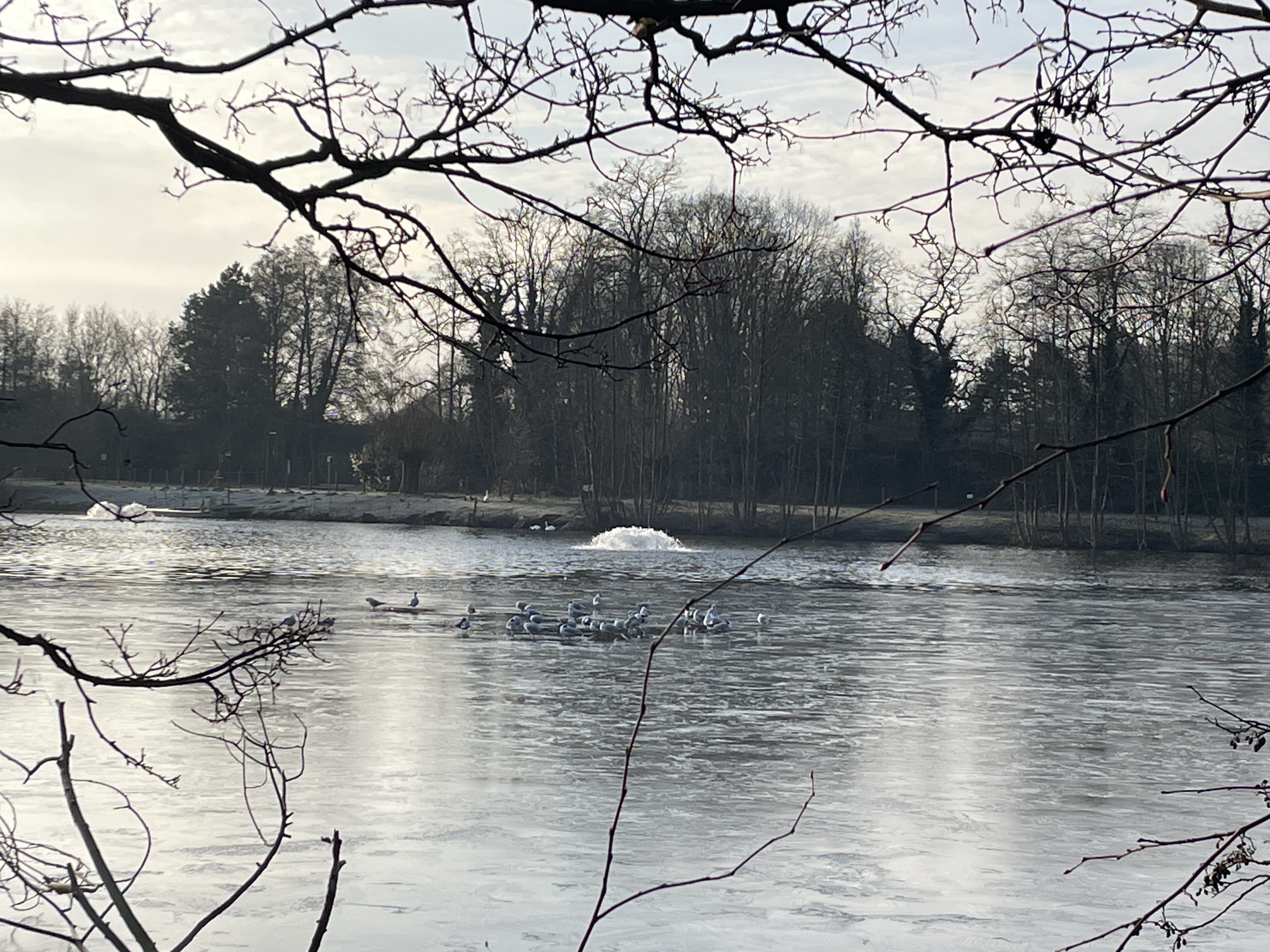 Birds on the ice Birds on the ice